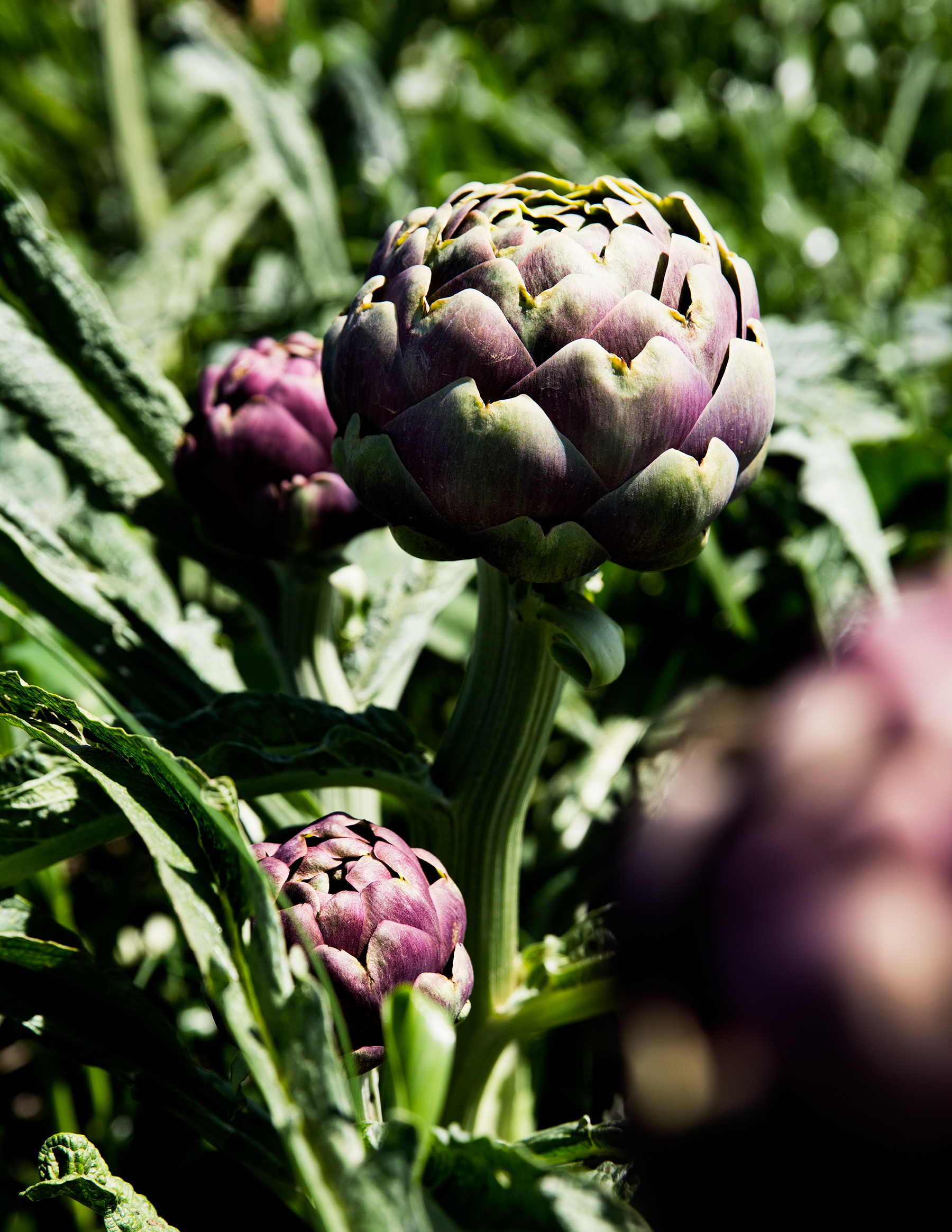 A Photo Reportage About Roman Artichokes   Artiskok Carlo 29 